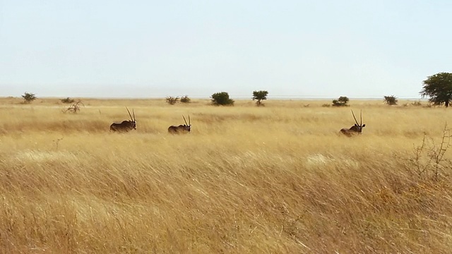 三只大羚羊在平原上行走/ Etosha, Ombika，纳米比亚视频下载