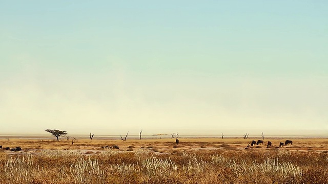 WS景观与盐角马站立/ Etosha, Ombika，纳米比亚视频素材