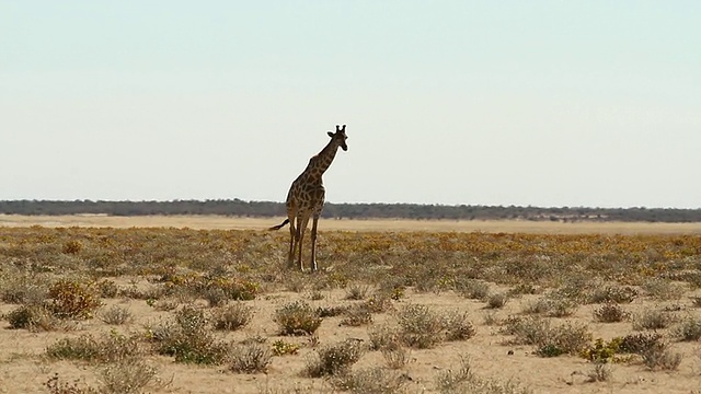 图为站在平原中间的长颈鹿/ Etosha, Ombika，纳米比亚视频下载