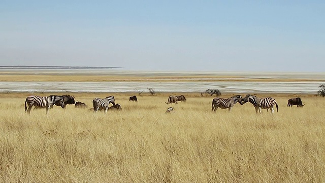 MS Zebras站在干盐前/ Etosha, Ombika，纳米比亚视频下载