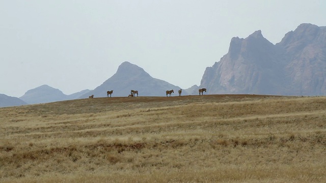 纳米比亚，Erongo, Walvis Bay山顶上野马的剪影视频素材