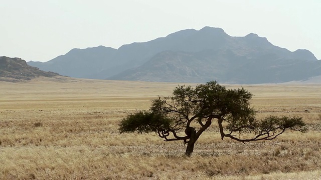 景观与非常特殊的树/沃尔维斯湾，Erongo，纳米比亚视频下载