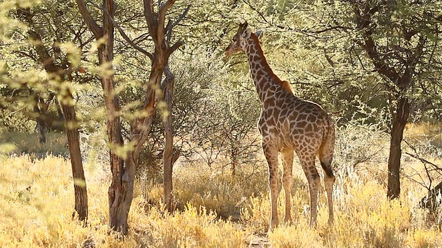 MS拍摄长颈鹿站在灌木丛中的晨光/ Etosha, Ombika，纳米比亚视频素材