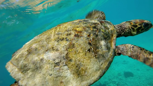 海龟/ Praslin，塞舌尔视频下载