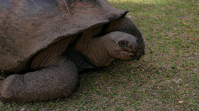 塞舌尔Turtle / Praslin的CU TS拍摄视频下载