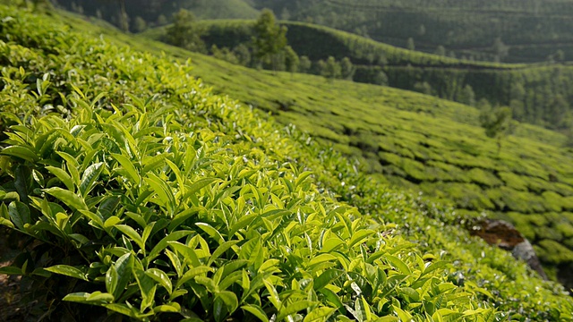 MS Shot of Tea Plantation / Munnar，喀拉拉邦，印度视频素材