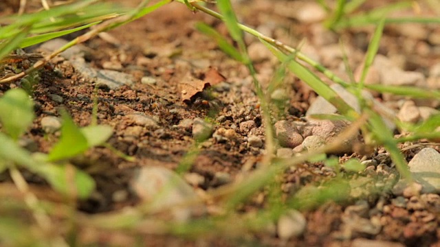 蚂蚁殖民地视频素材