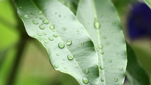 草叶上的水滴视频素材