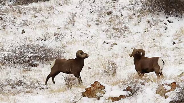 WS拍摄的2个巨大的大角绵羊公羊(Ovis canadensis)的头在11月发情期在新雪中碰撞视频素材