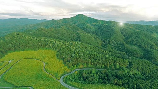 山上的墨西哥向日葵田视频素材