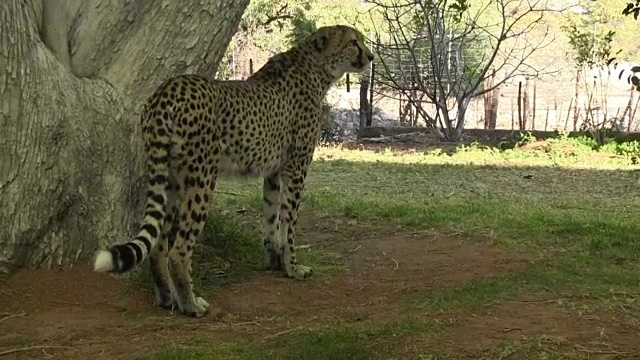 篱笆外的野生猎豹视频下载