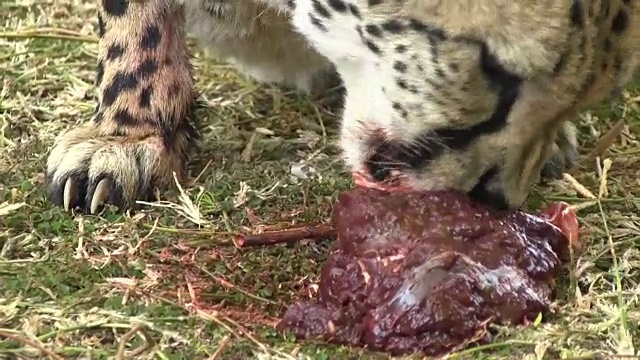 野生猎豹正在吃一大块肉视频下载