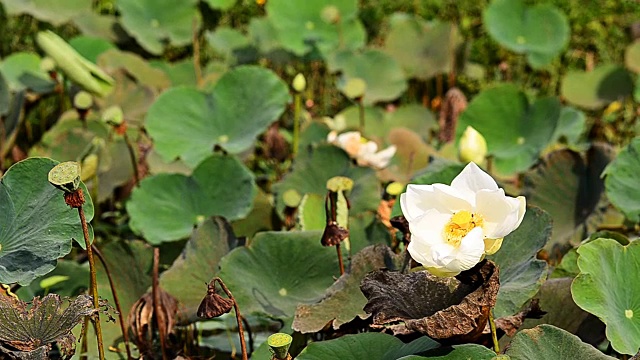 莲子百合的花视频素材