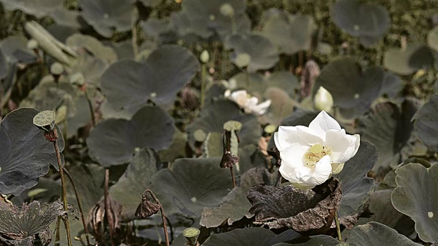 莲子百合的花视频素材