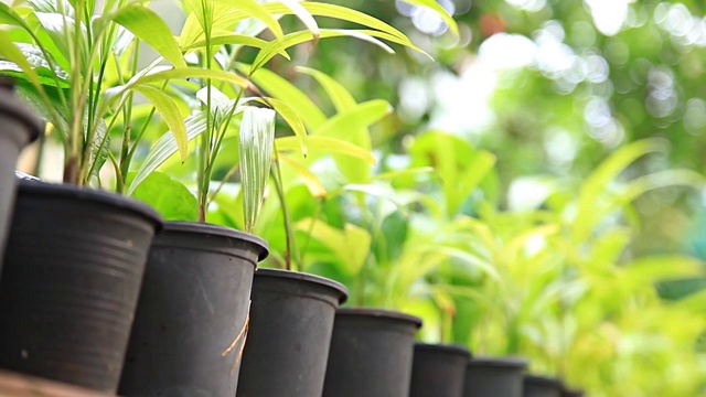 HD多莉:花盆和植物在家里的花园。视频素材