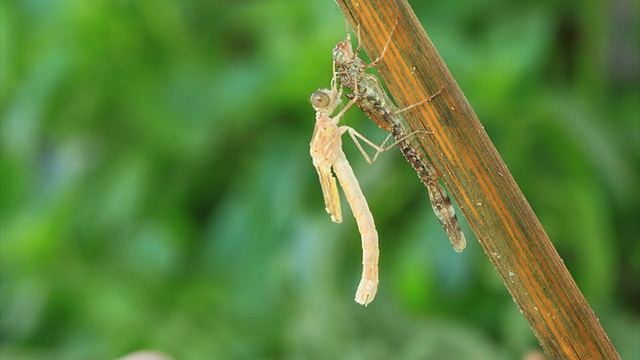 蜻蜓从幼虫中出来视频素材