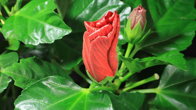 芙蓉花盛开-红色和黄色视频素材