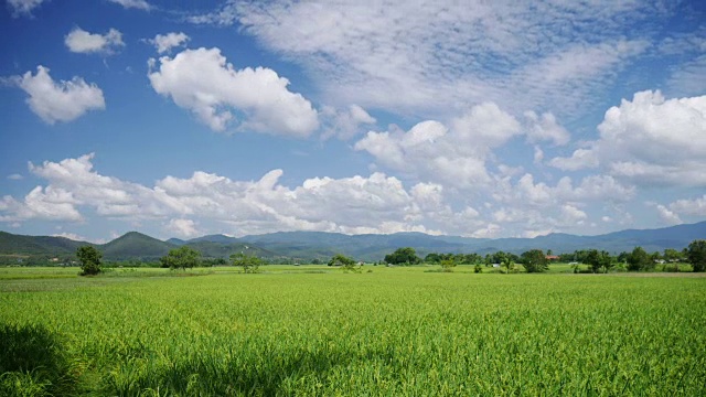 4K:草地绿色的田野和多云的蓝天延时运动视频素材