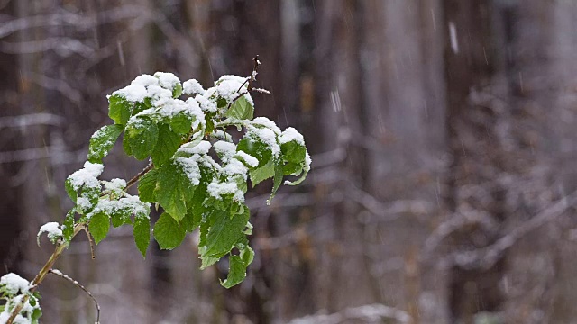 雪花落在森林里的绿叶上。视频素材