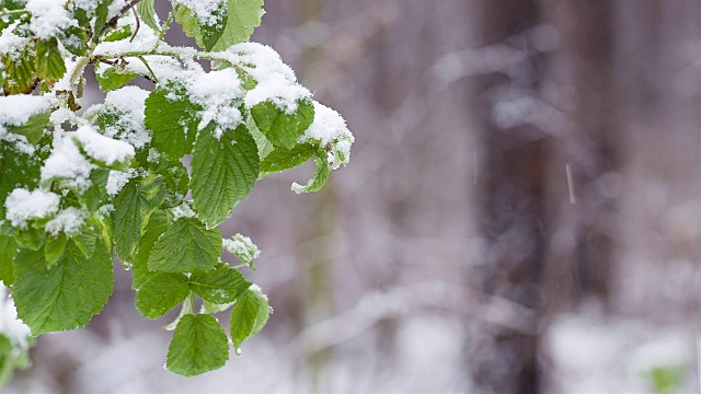 雪花落在森林里的绿叶上。视频素材