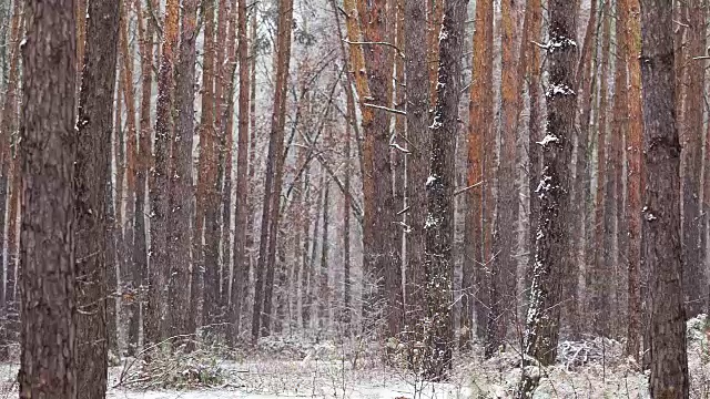 松林里下雪了。视频素材