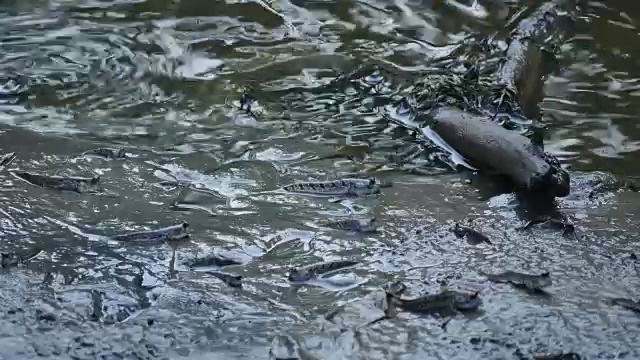 弹涂鱼在湿地上行走视频素材