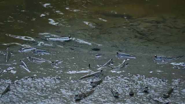 弹涂鱼在湿地上行走视频素材