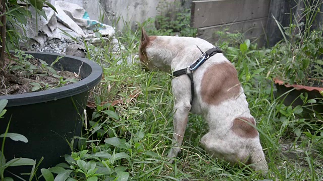 残疾狗站在地上吃草视频素材
