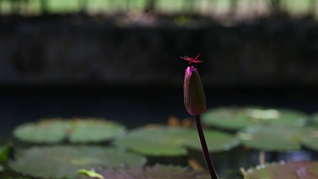 粉红色的蜻蜓在莲花花蕾上。视频素材