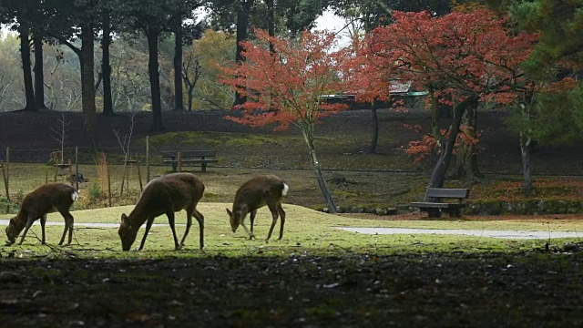 日本奈良公园的鹿视频素材