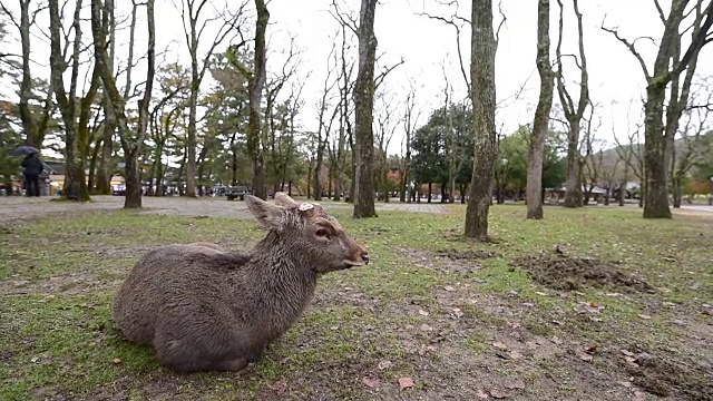 日本奈良公园的鹿视频素材