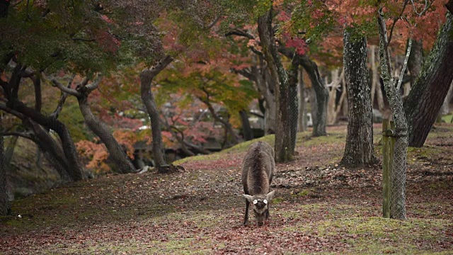 日本奈良公园的鹿视频素材