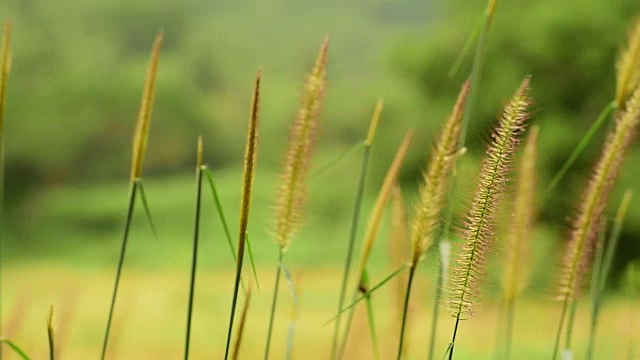 郁郁葱葱的grass.4K视频素材