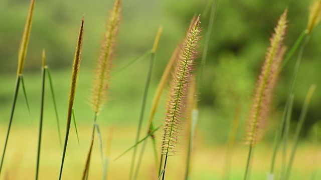 郁郁葱葱的grass.4K视频素材