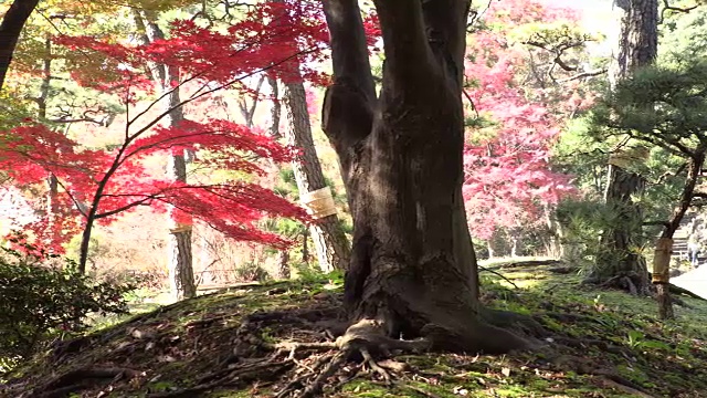 历史上日本花园视频素材