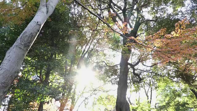 历史上日本花园视频素材