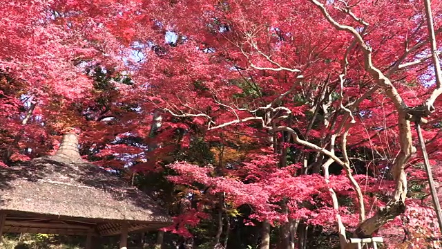 历史上日本花园视频素材