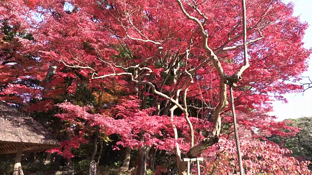 历史上日本花园视频素材