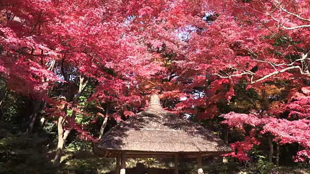 历史上日本花园视频素材