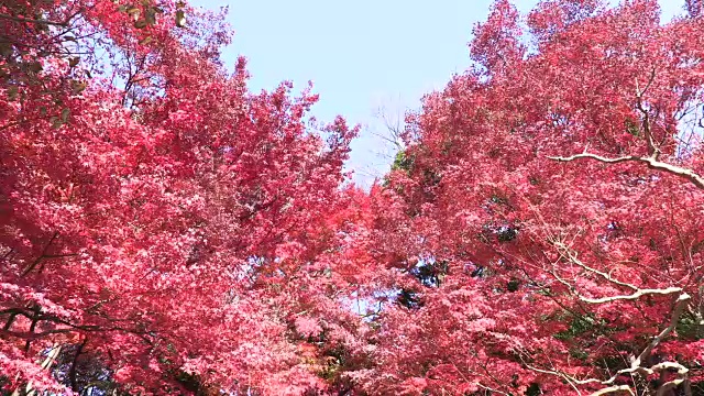 秋叶日本视频素材