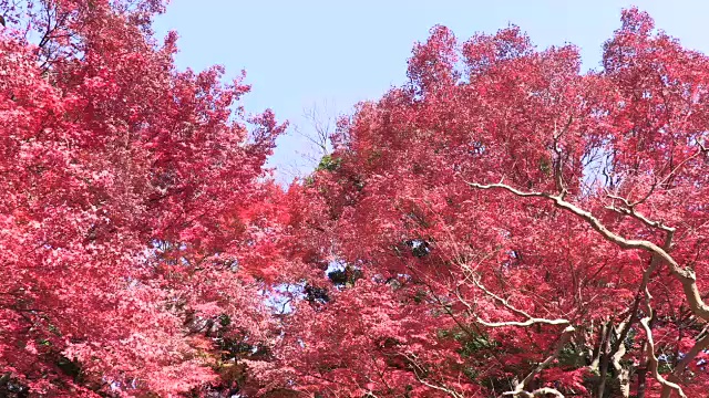 秋叶日本视频素材