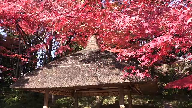 历史上日本花园视频素材