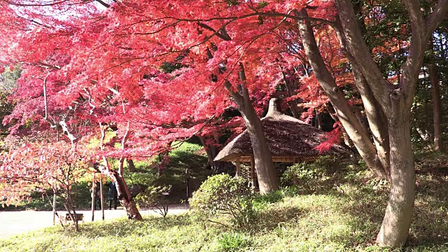 历史上日本花园视频素材