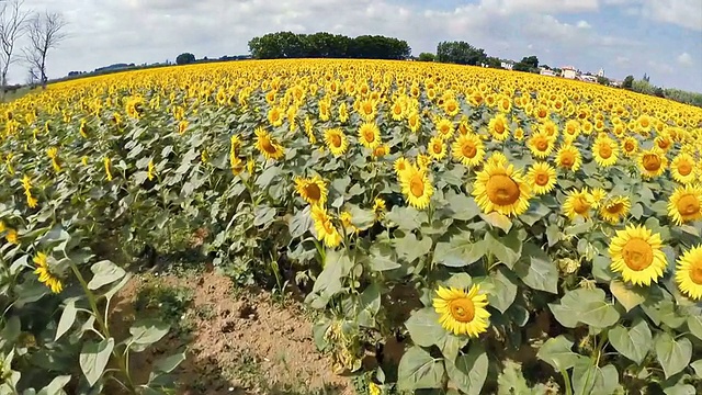 在向日葵田上视频素材