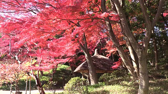 历史上日本花园视频素材