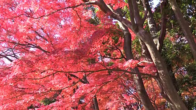 历史上日本花园视频素材