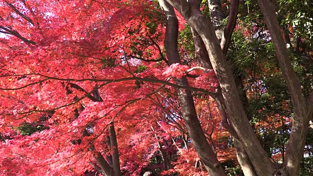 历史上日本花园视频素材