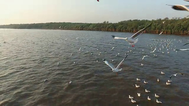 海鸥在海面上游泳视频素材