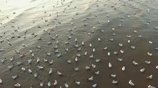 海鸥在海面上游泳视频素材