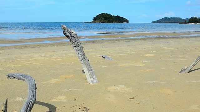 淘金:有波浪和死植物的沙滩视频素材